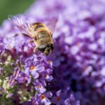 Overijsselaars helpen bijen en vlinders met waardplantenactie van de Groene Lopers