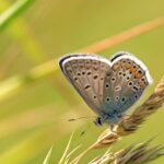 Zorg om vlinderstand: ook bekende soorten nemen af