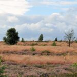 Rustige natuurwandeling met gids op de Sallandse Heuvelrug – ‘Kuieren’ op 29 juni