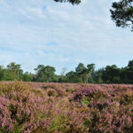 Fietstocht over de ‘bergen’ van de Sallandse Heuvelrug