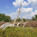 Kuieren over de Sallandse Heuvelrug met gids